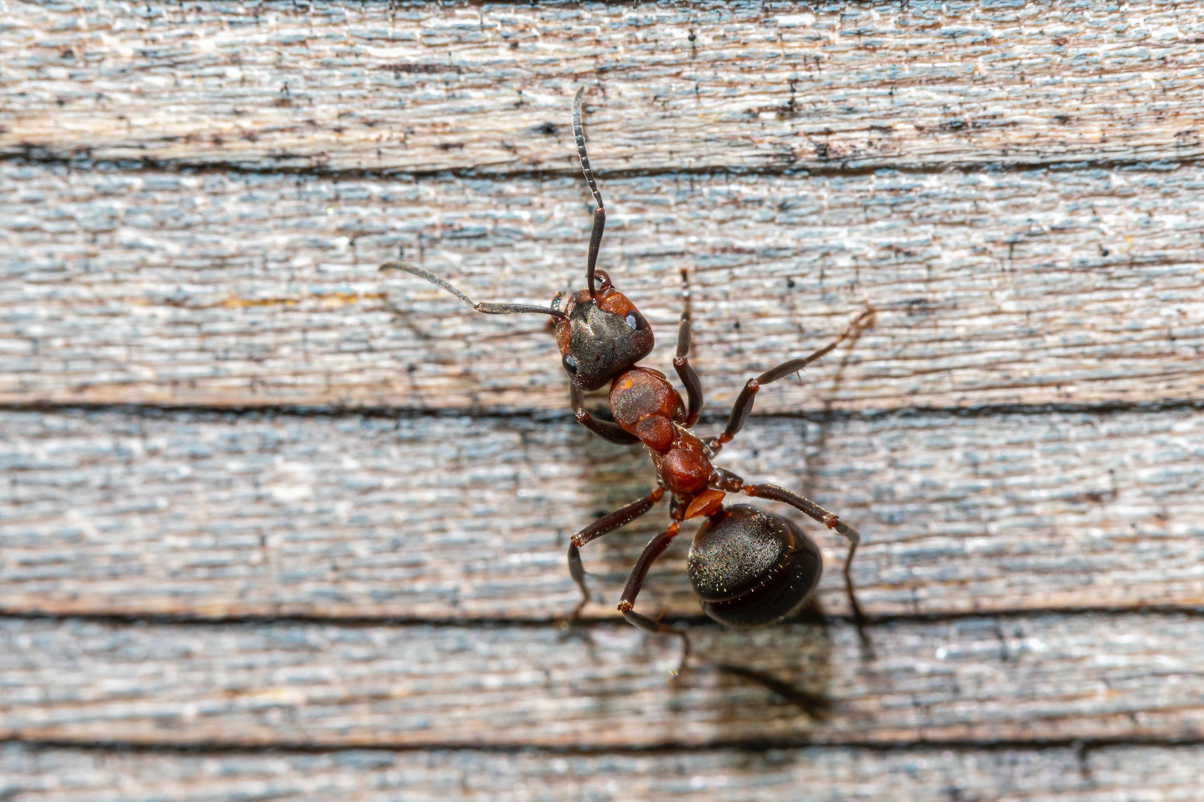 Close-up of a carpenter ant on wood — ant control services in Hartford, CT