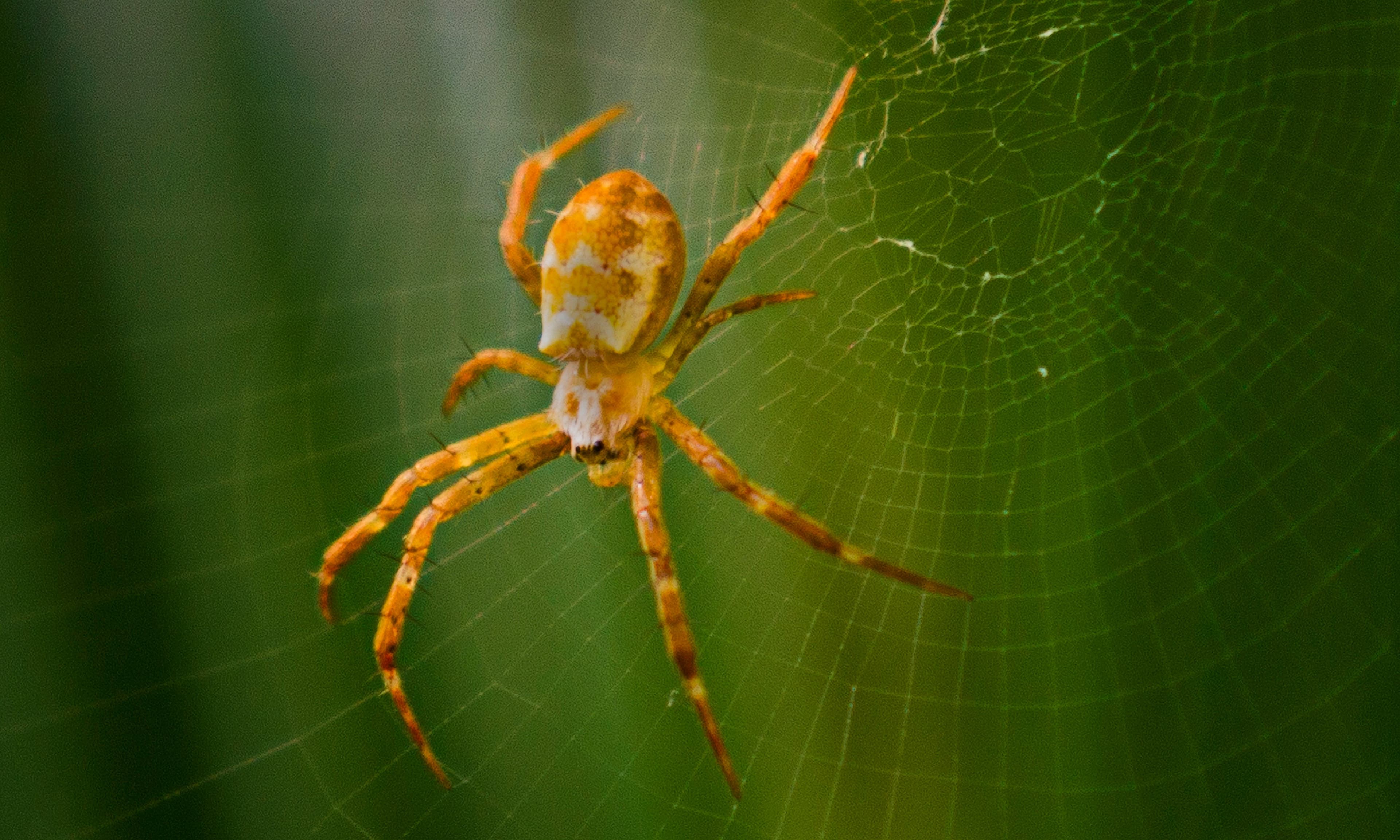 Spider in its web — spider control and removal services
