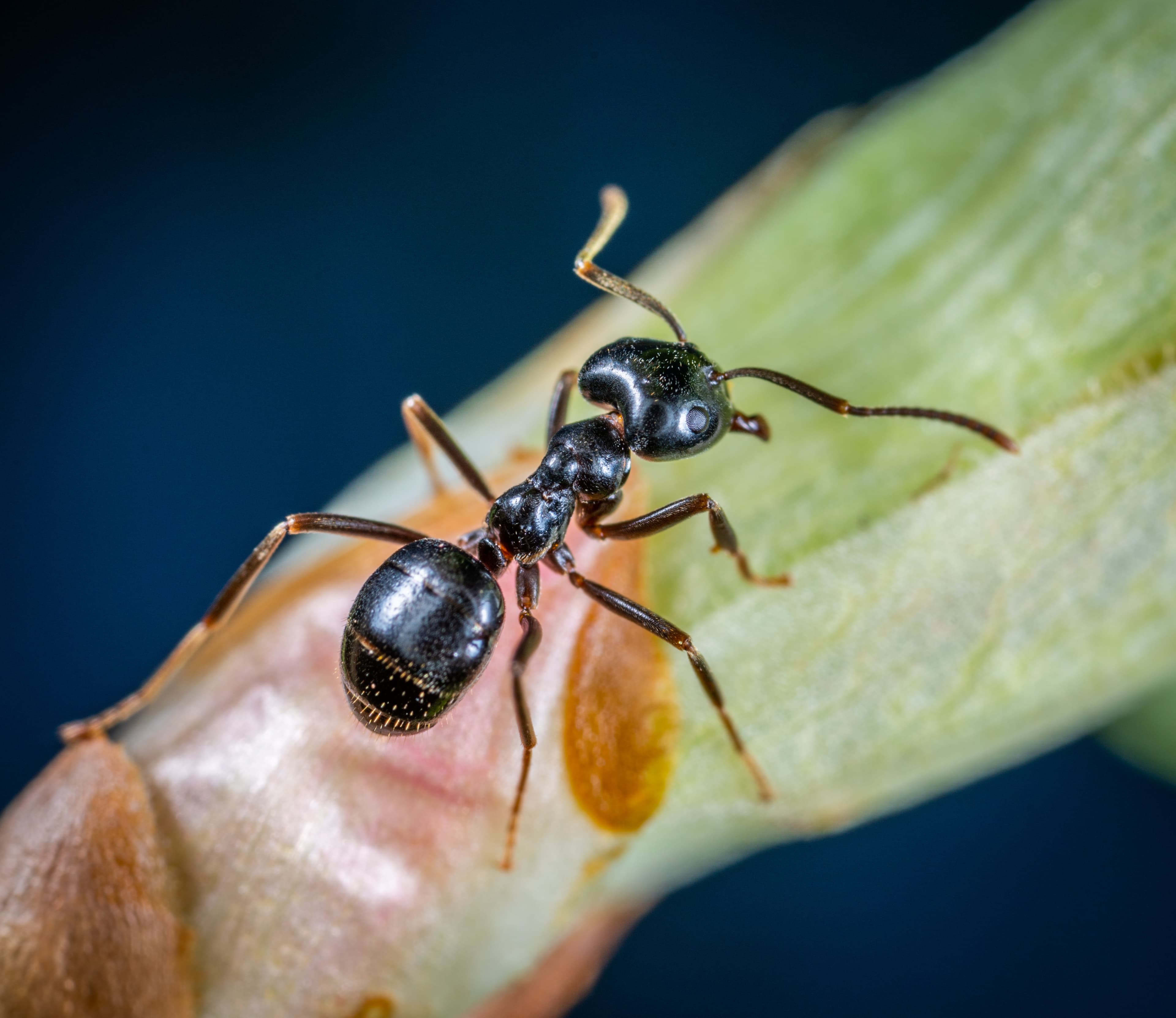 Close-up of a beetle — beetle and pantry pest control services