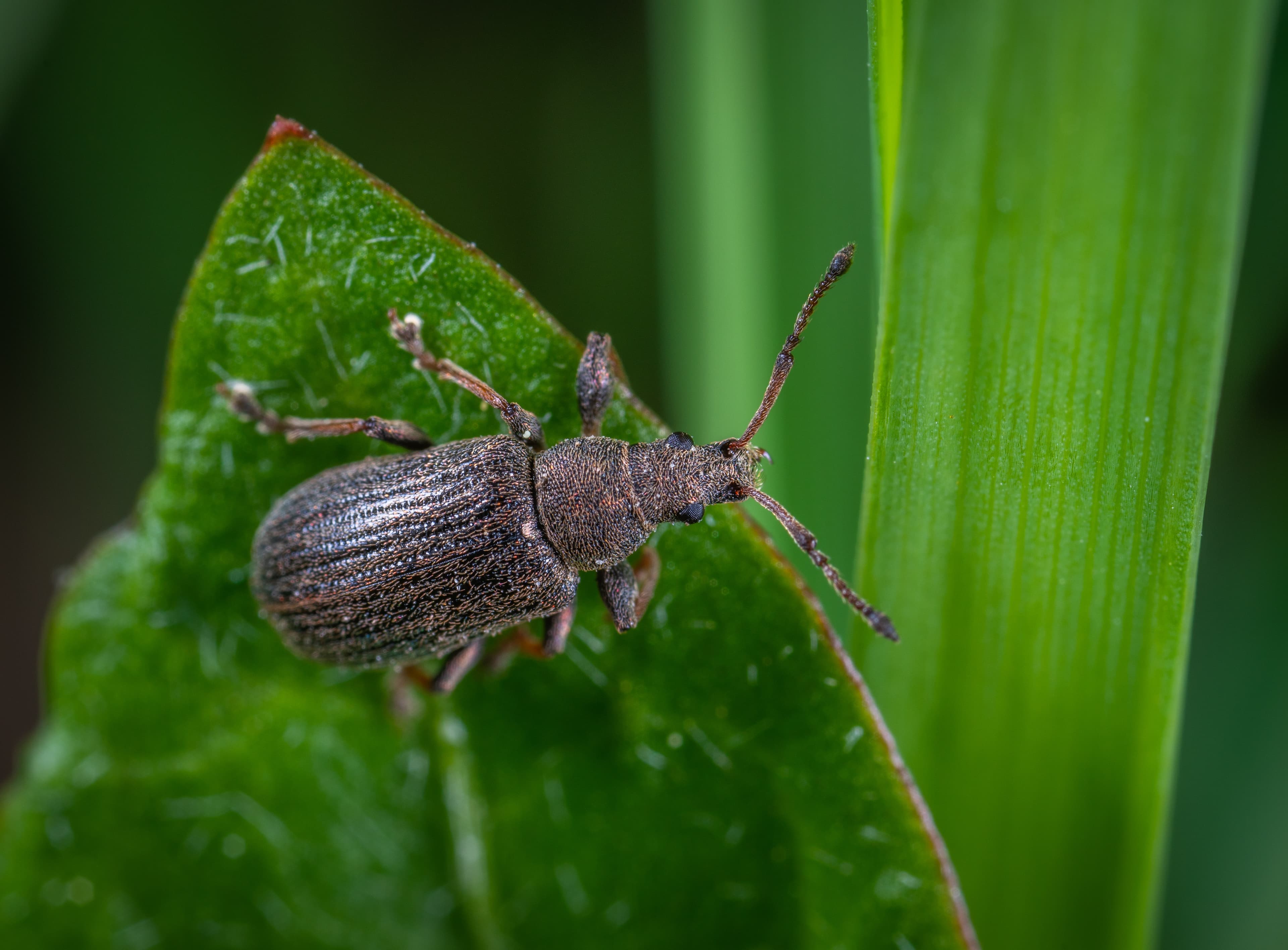 Close-up of a moth — moth control services
