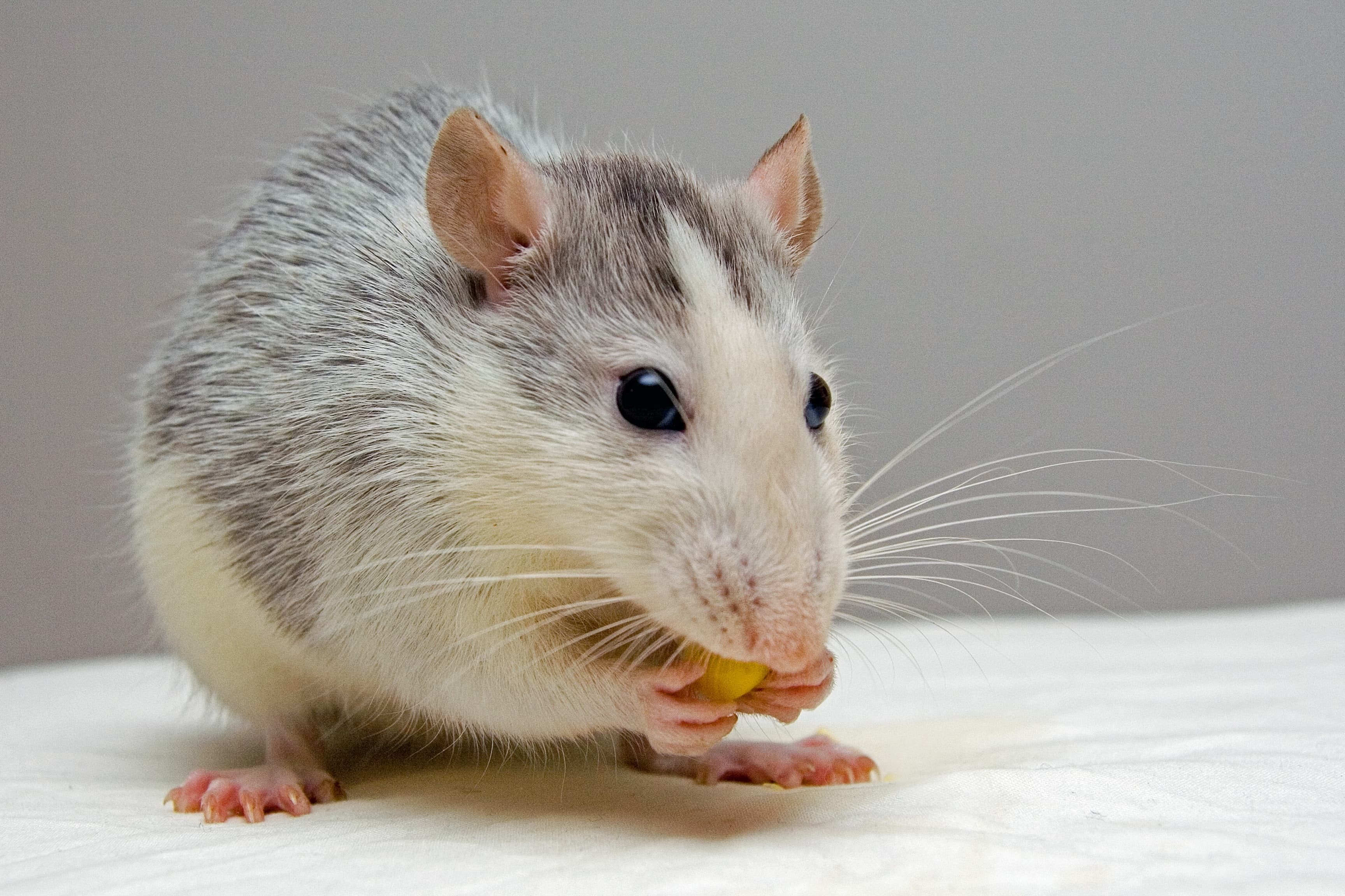 Close-up of a mouse — rodent control services in Hartford, CT